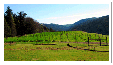 Flatridge Ranch Vineyard