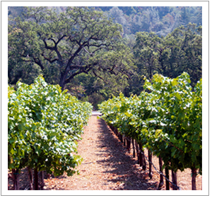 Cloverdale Ranch Vineyard