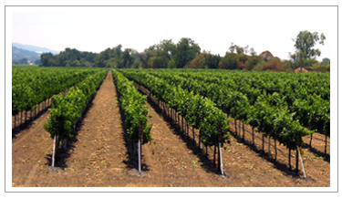 Geyserville Ranch Vineyard