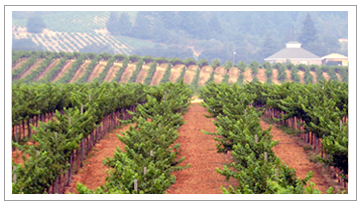 Nervo Ranch Vineyard