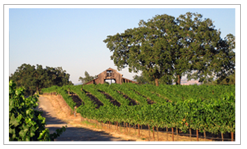 River Road Ranch Vineyard