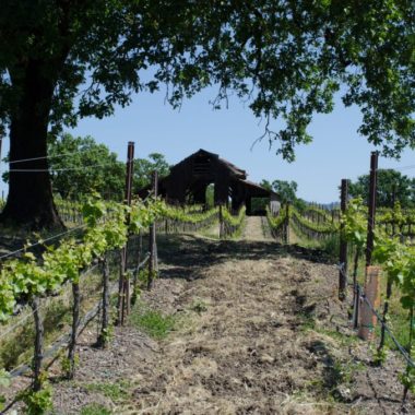 A barn in wine vineyard rows near an oak tree