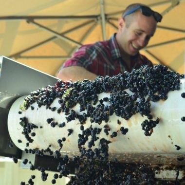 Man working on a wine grape sorting table