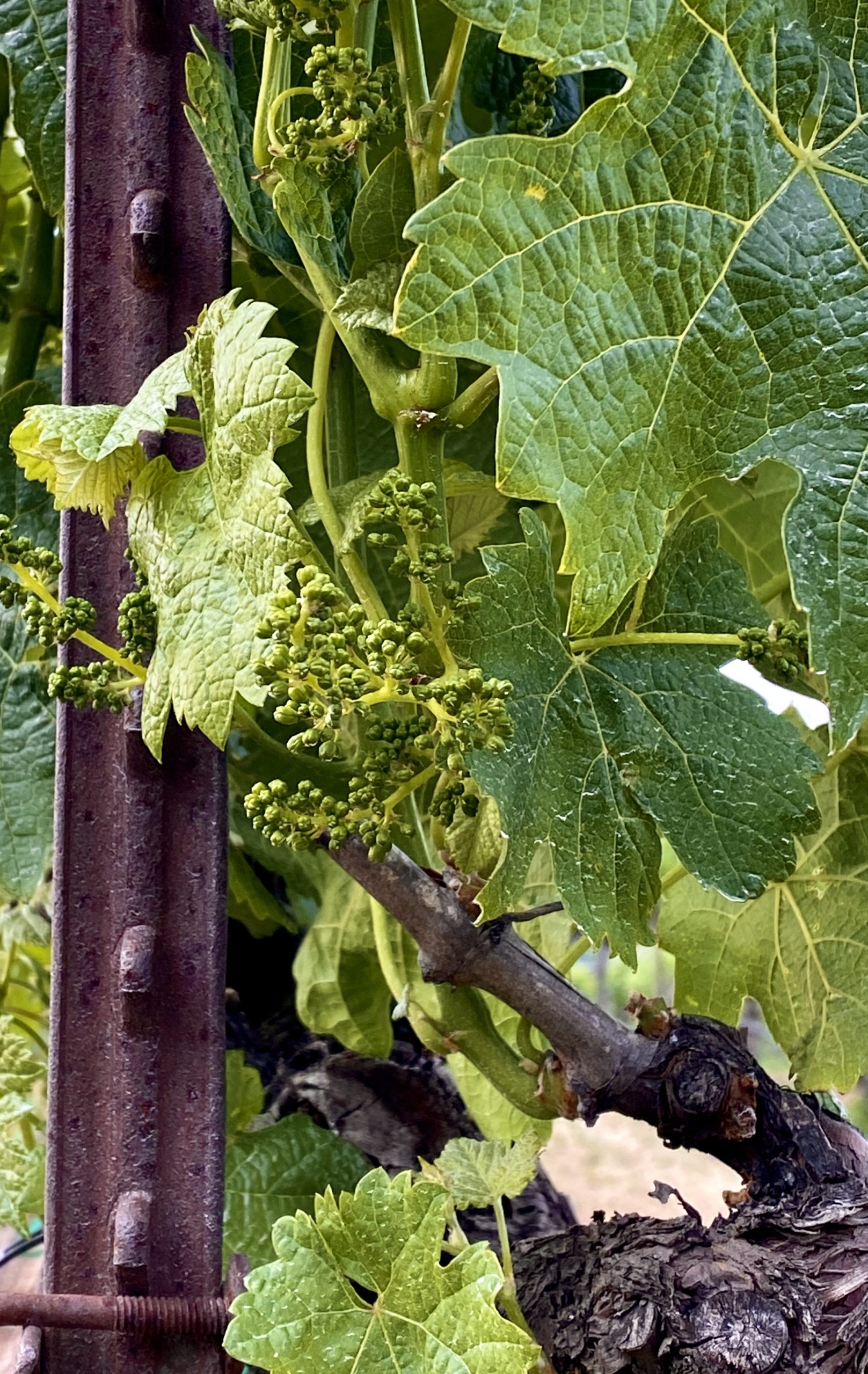 Grape Clusters on a vine in the fruit set phase