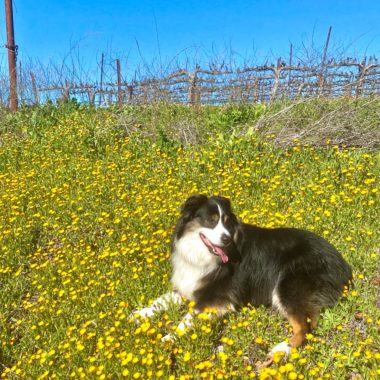 Australian Shepard dog sitting in a field of yellow flowers
