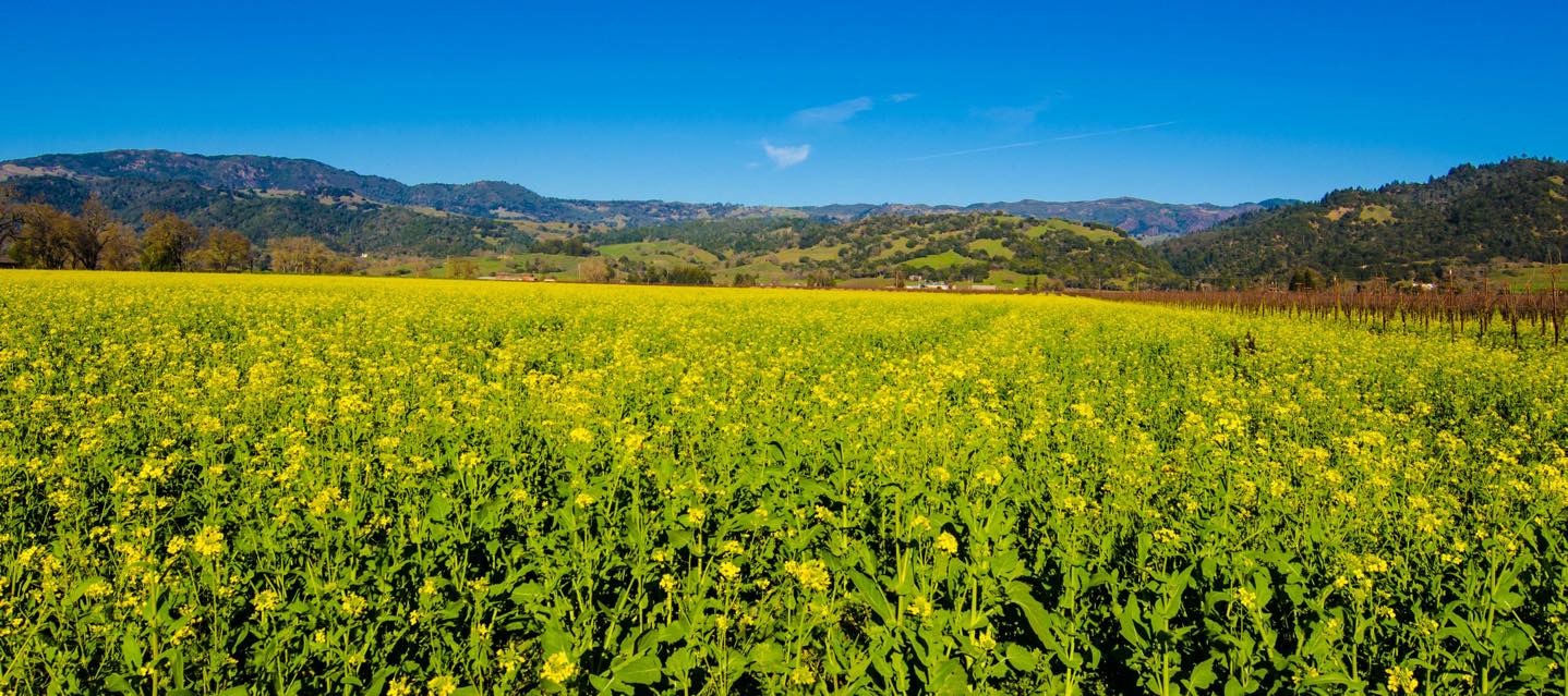 A mustard field with mountains behind