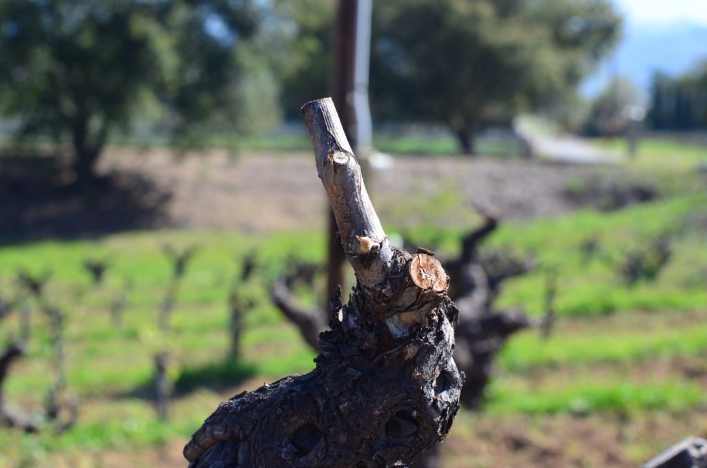The cane of a wine grape vine