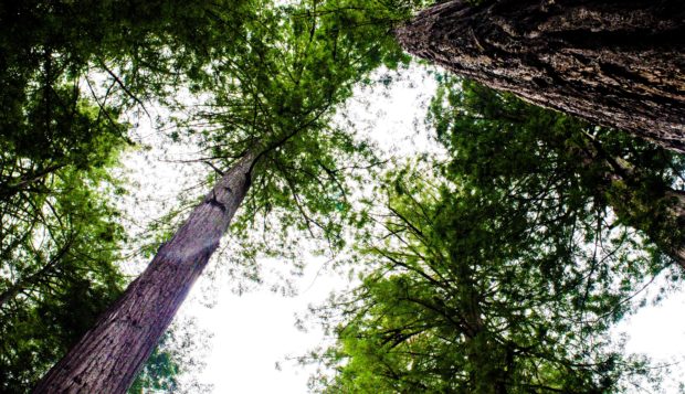 Redwood trees and their canopy, photo taken looking up to the canopy and sky