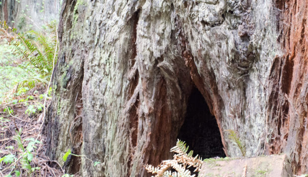 Large redwood base looking at cave-like hole in the tree