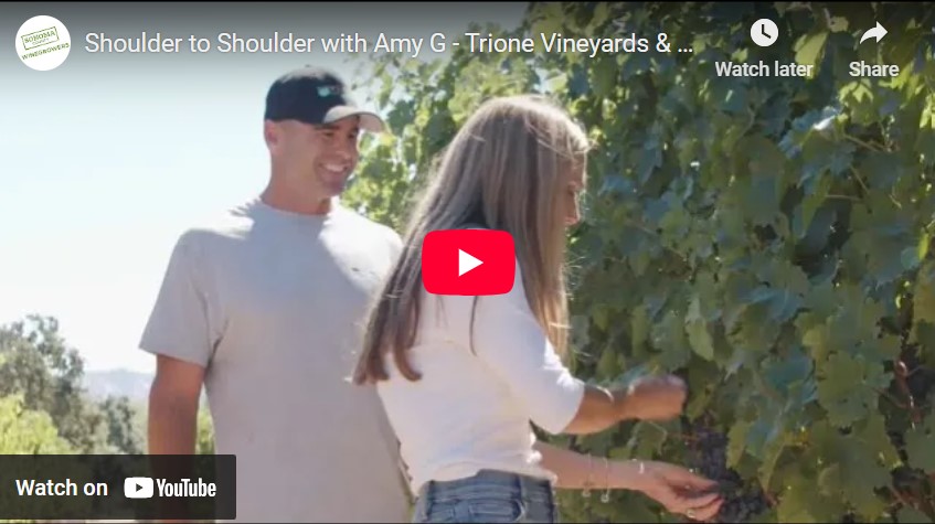Kris Hicks & Denise Trione sampling grapes in Alexander Valley