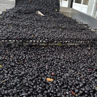 Alexander Valley Cabernet Sauvignon grapes going to the optical sorter