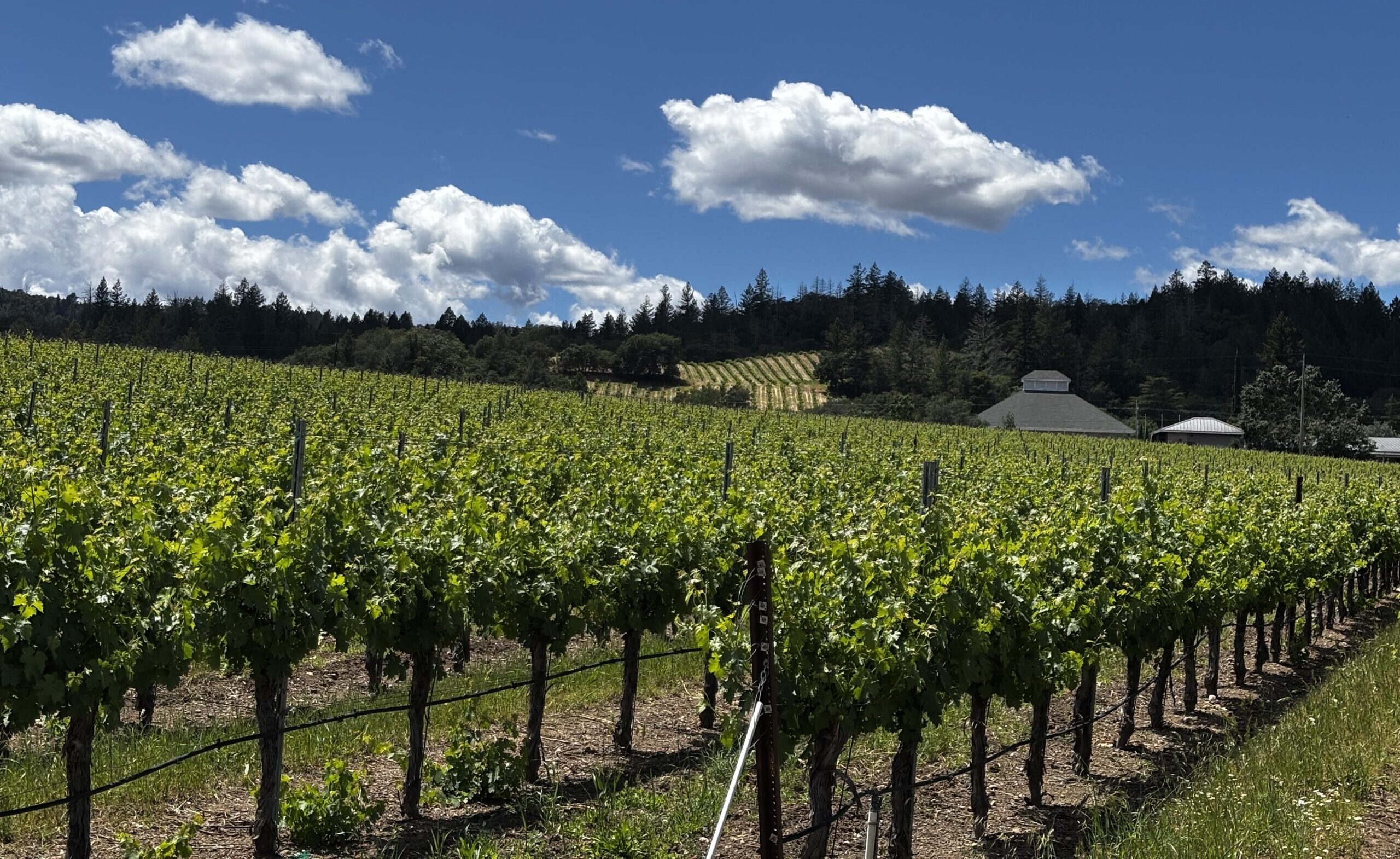 Nervo Vineyard, Alexander Valley