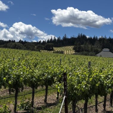 Nervo Vineyard, Alexander Valley