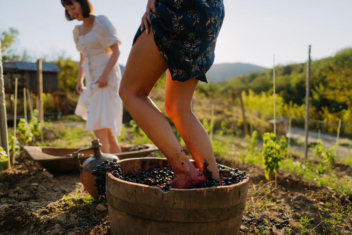 Harvest Grape Stomp - Crushing grapes with your feet